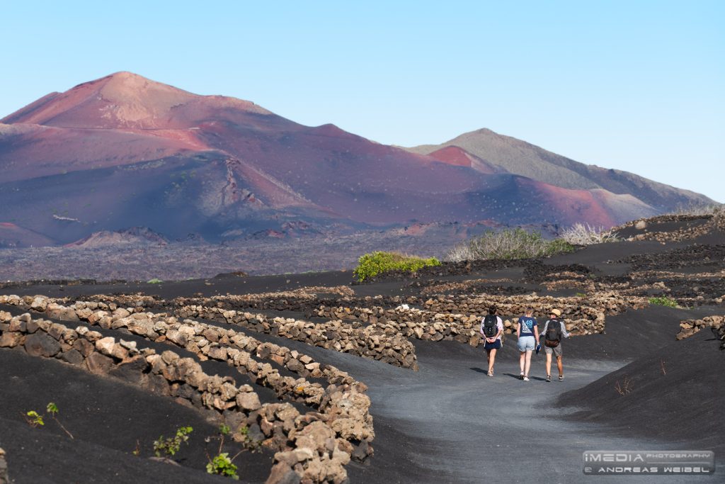 Hikers in the vineyards of La Geria with the impressive Timanfaya volcanoe in the distance.