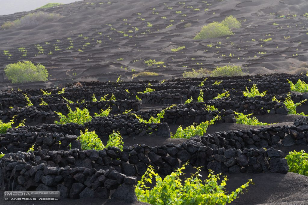 Wines between stone walls, grown on volcanic ash in La Geria.